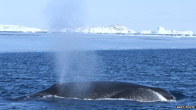 Facts behind the growth of Blue whale