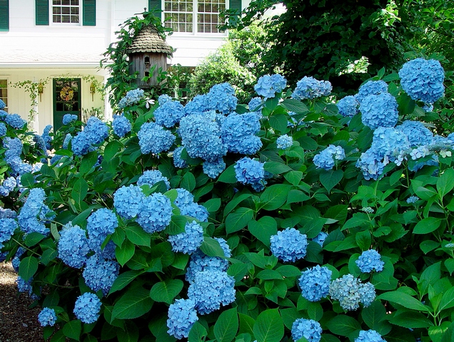 Hydrangeas