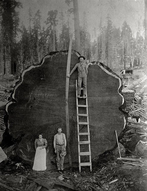 Largest Redwoods 1982