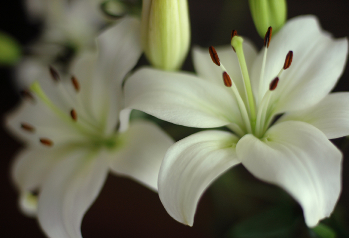 Lillies