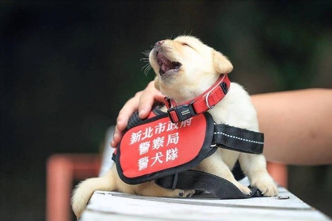 Puppy dog K 9 unit of Taiwan Police