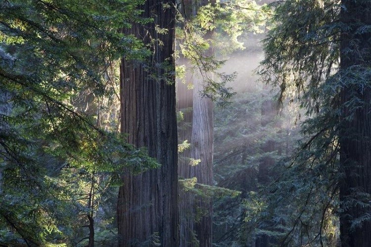 Redwood National and State Parks