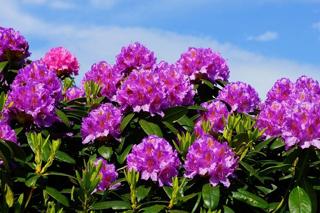 Rhododendrons and Azalea