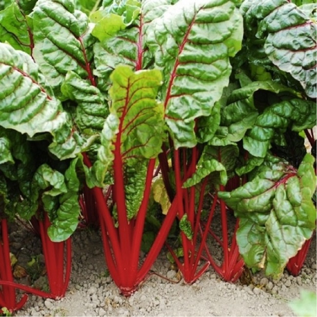 Rhubarb