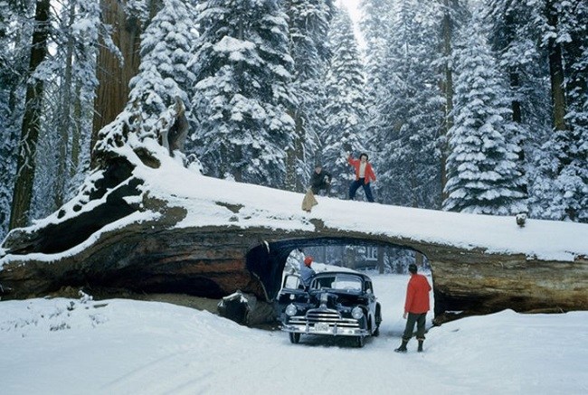 Sequoia National Forest May 1951