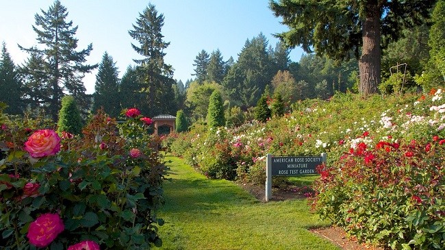 The International Rose Test Garden