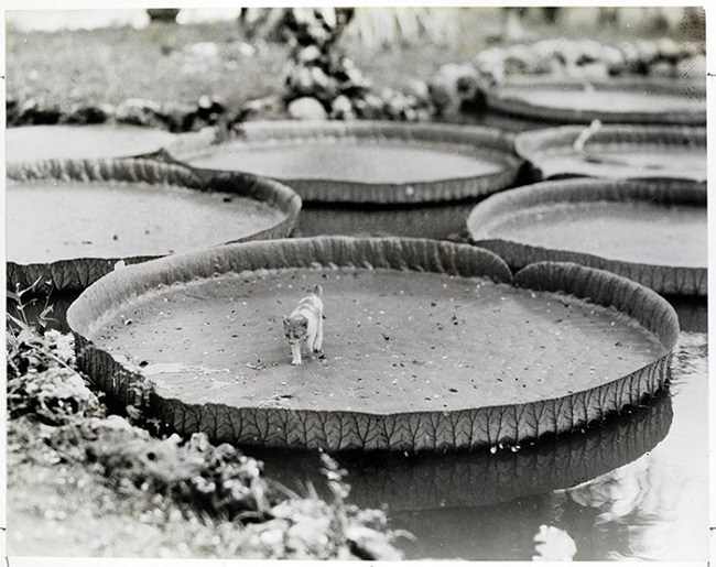 Victoria water lily pads