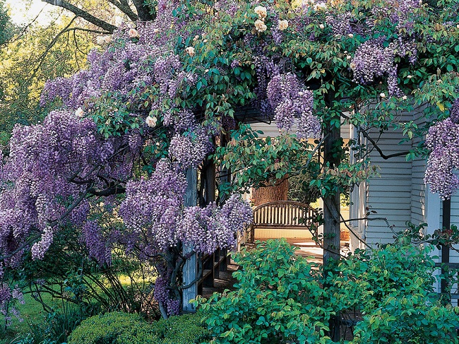 Wisteria