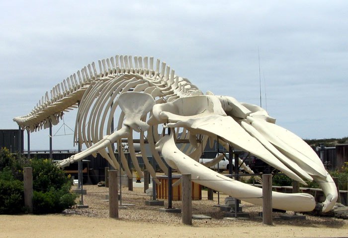 bluewhale skeletons