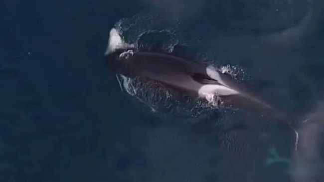 fascinating spectacle in Monterey Bay