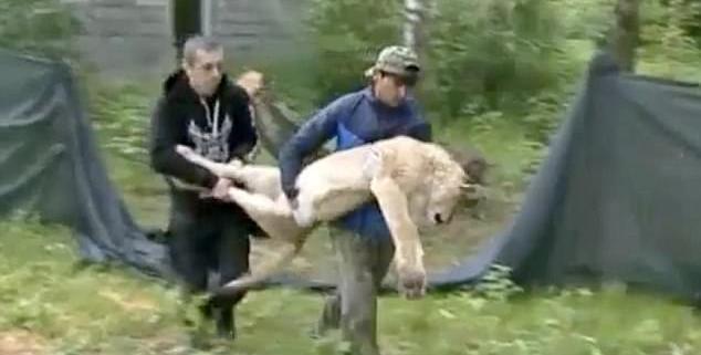 lions found starving in russia