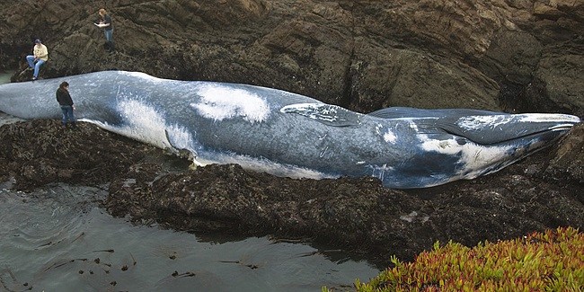 mystery behind the size of the blue whale