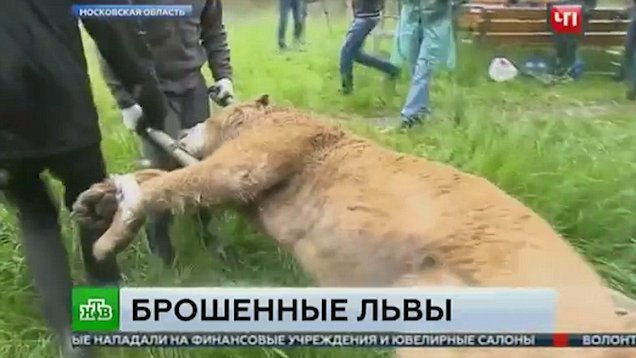 starving lion in Russia