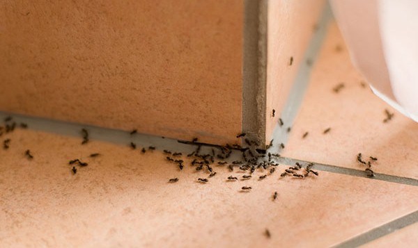 use salt to get rid off ants