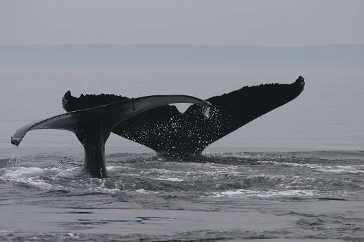 whales are affected by climate change