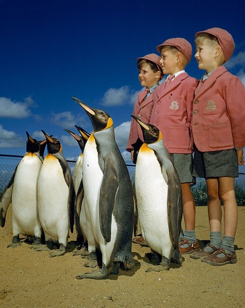 young schoolboys posing with a group of Penguins 1953