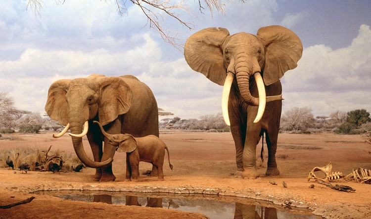 African Bush Elephants