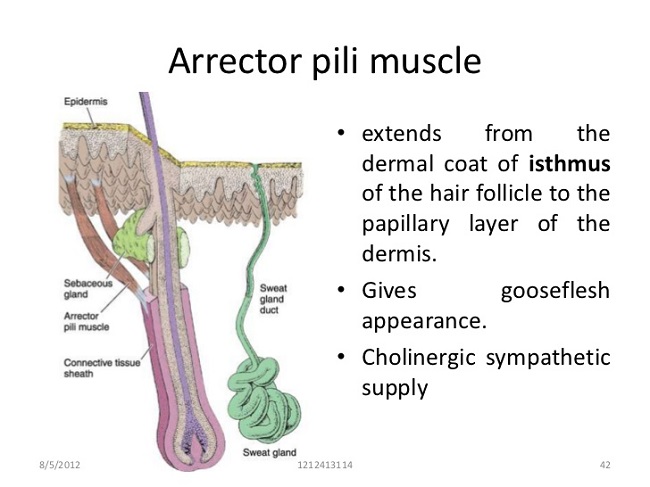 Arrector pili muscles