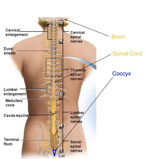 Coccyx