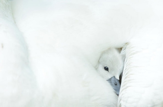 Cygnet snuggling