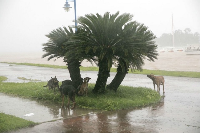 Dogs take refuge from the hurricane