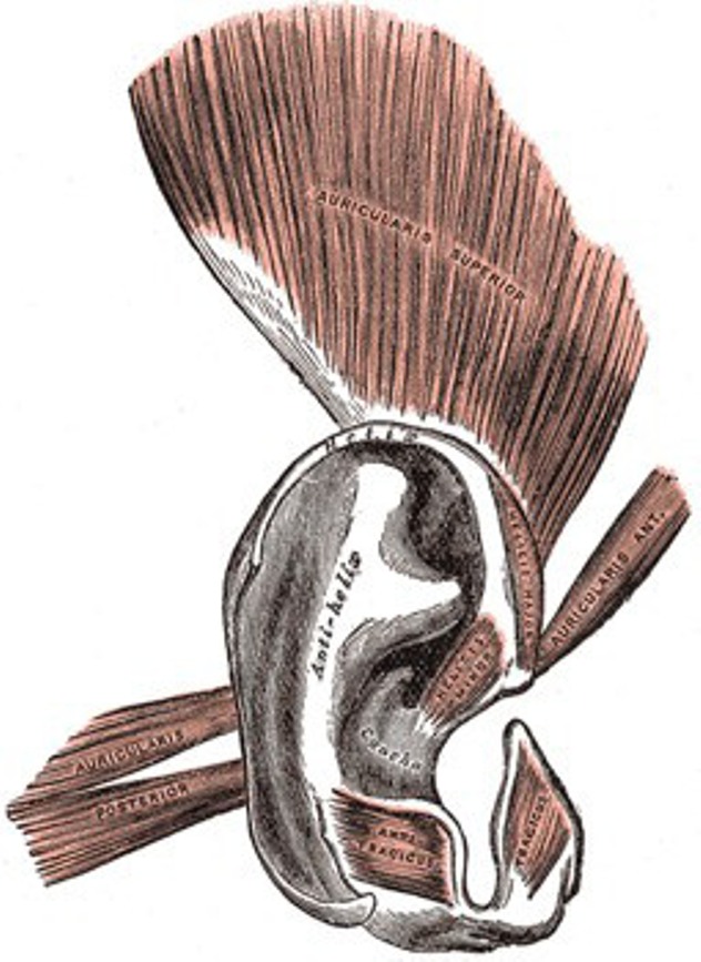 Extrinsic ear muscles