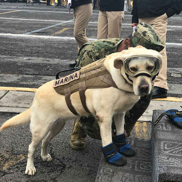 Frida the lebra dog Marine 