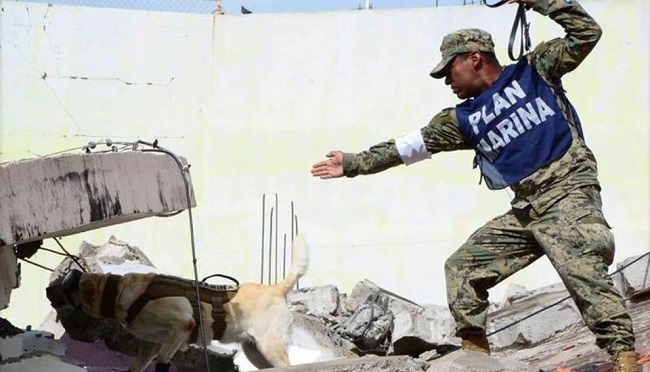 Frida the lebra dog works for the Navy