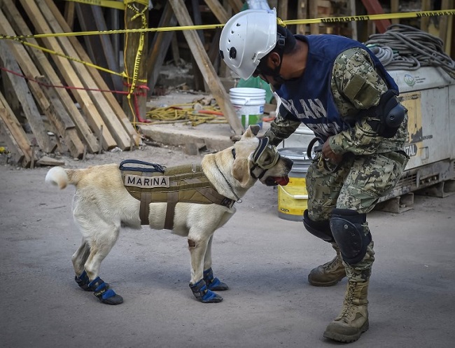 Frida the rescue dog Mexico earthquake