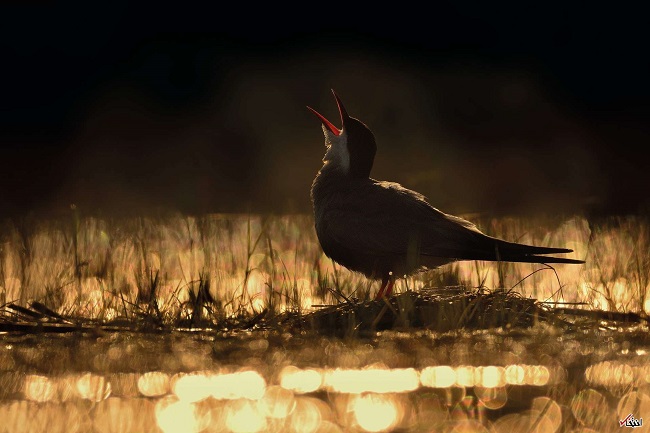 Gold winner of young photographer award