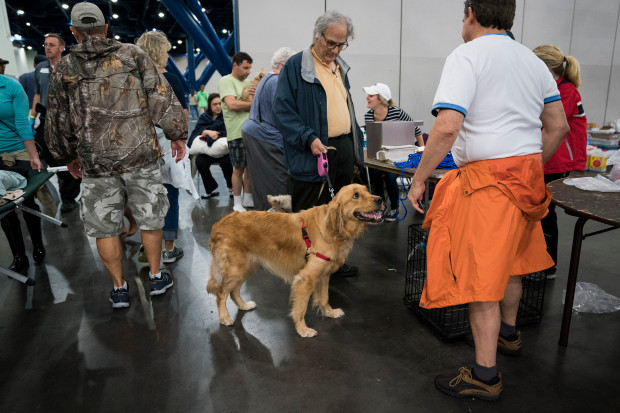 Hotels accept pets during natural disasters