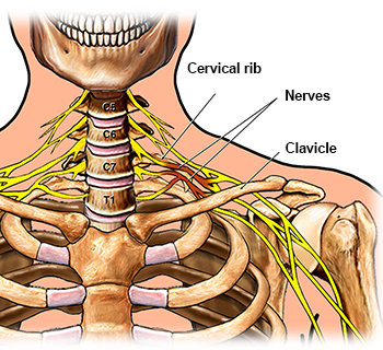 Neck rib