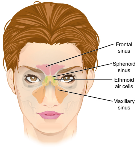 Paranasal sinuses