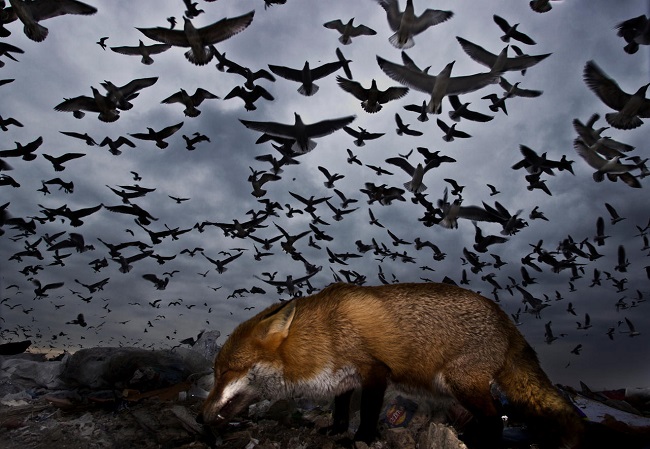 Seagulls flying over the fox