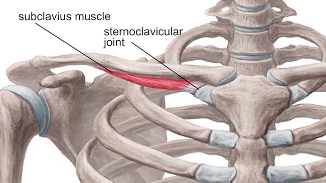 Subclavius muscle