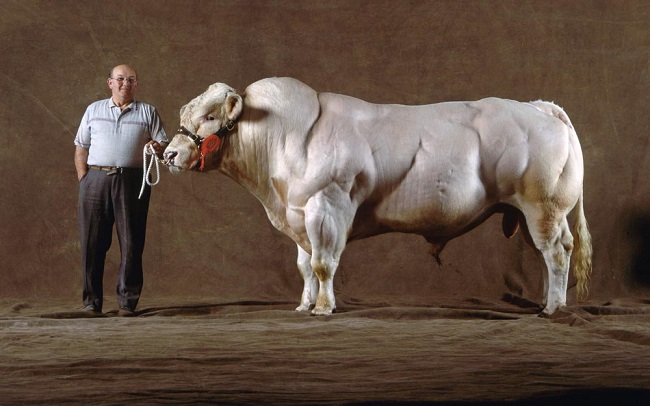 The Belgian Blue