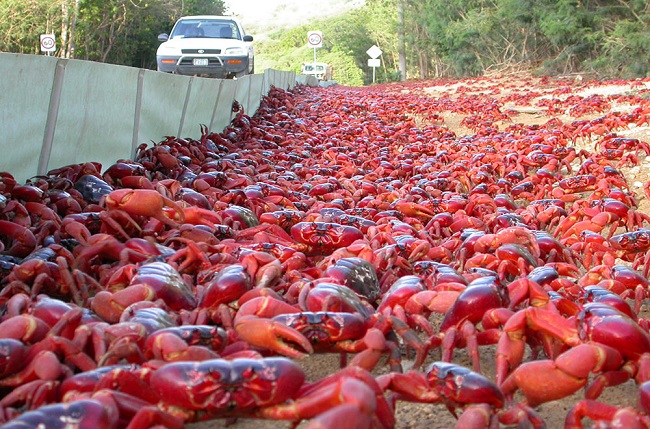 The red crab migration, Christmas Island