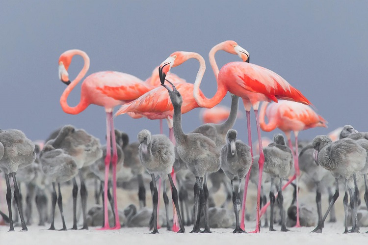 The winner of Bird photographer of the year 2017