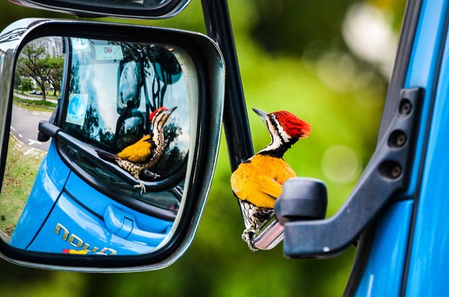 Woodpecker watching his own reflection