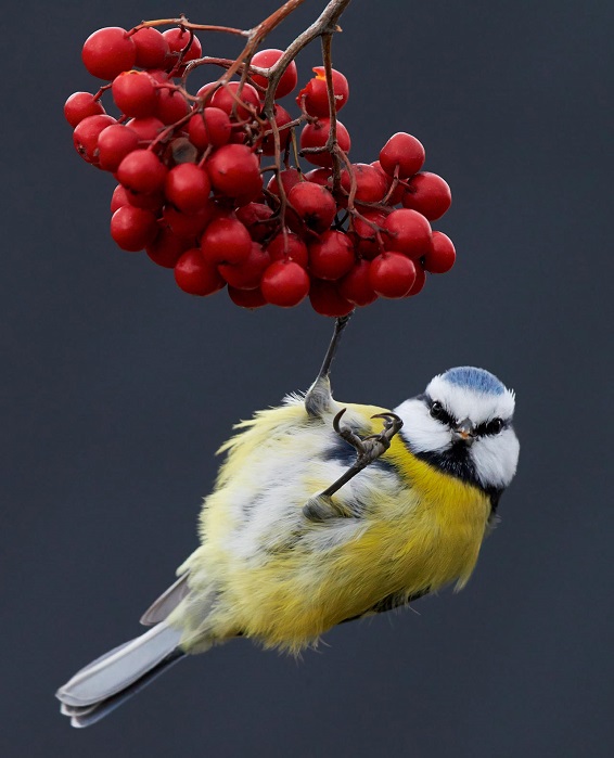 bird photography winner 2017