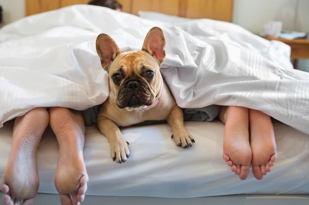 dog in bed with couple