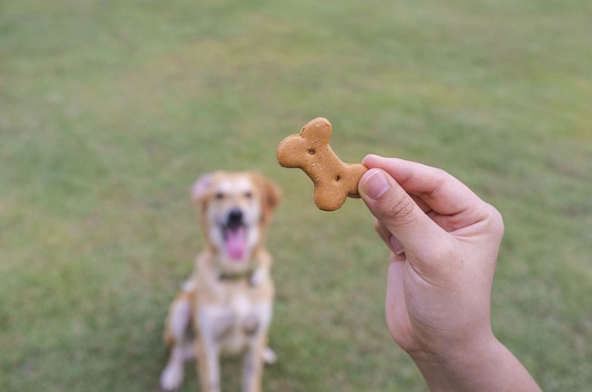 man gave food to injured dog