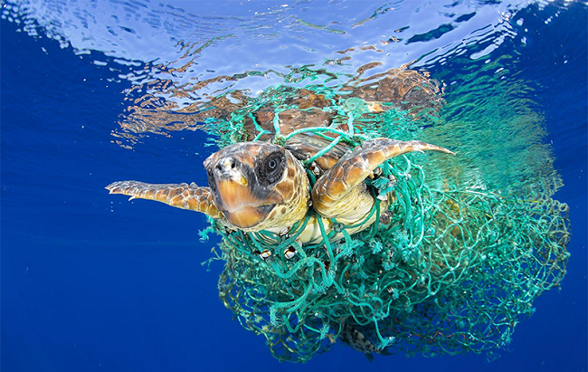 turtle caught in trash 