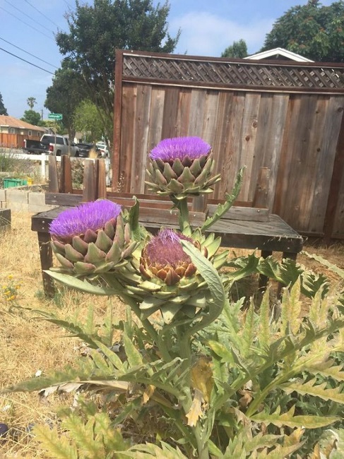 Artichoke flowers