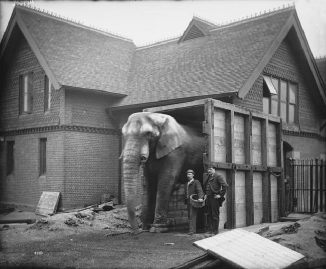 Barnum once imported elephants in cramped ship