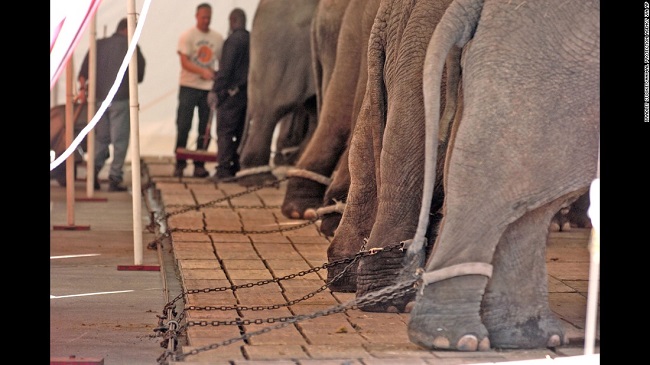 Elephants were used to be hit by sharp bullhook