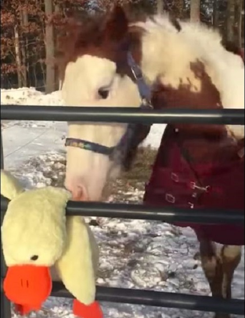 He tries to get the toy off the fence