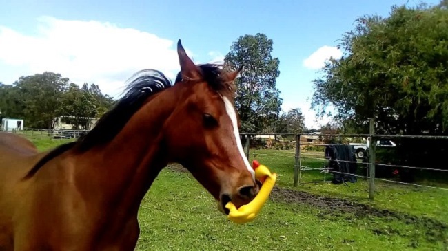 Horses love playing