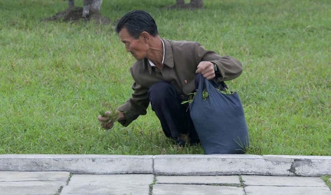 man collecting grass from a park