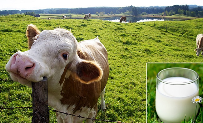 Milk from grass fed cows is a healthier option